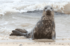 seal1.gif